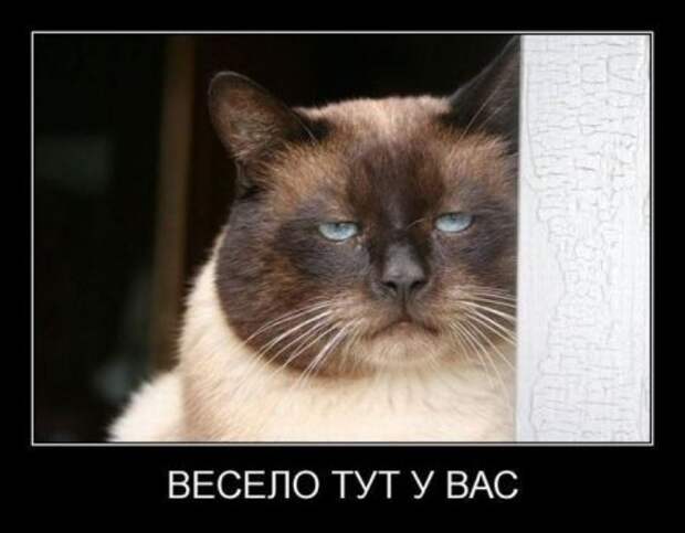 Демотиваторы про котЭ