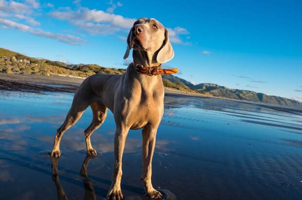 Веймаранер, или веймарская легавая (нем. Weimaraner)