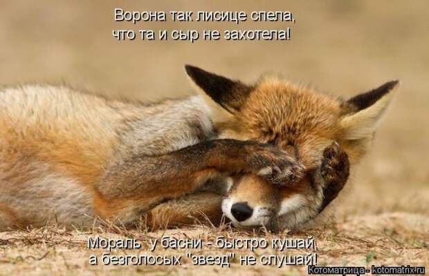 Лучшие котоматрицы недели