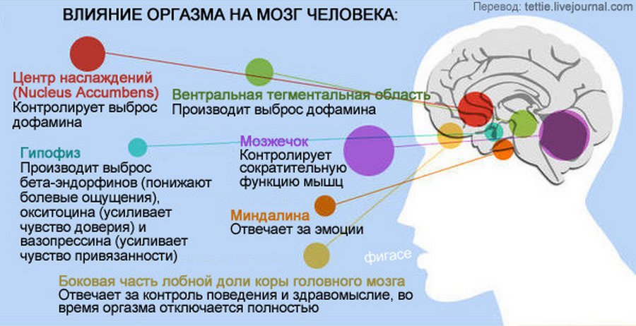 оргазм