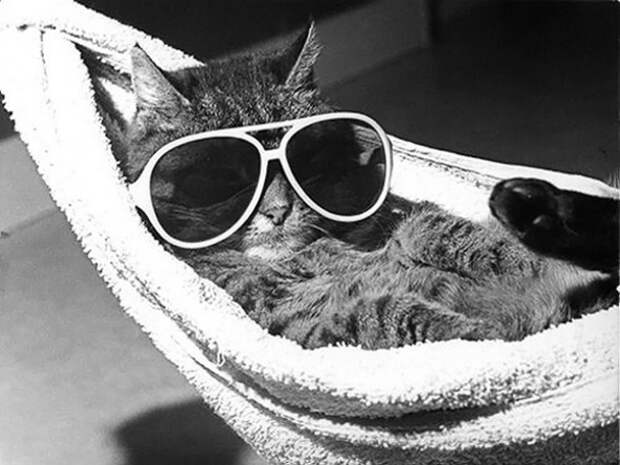 коты релаксация (20)
