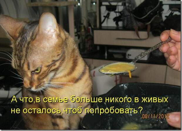 kotomatritsa_u