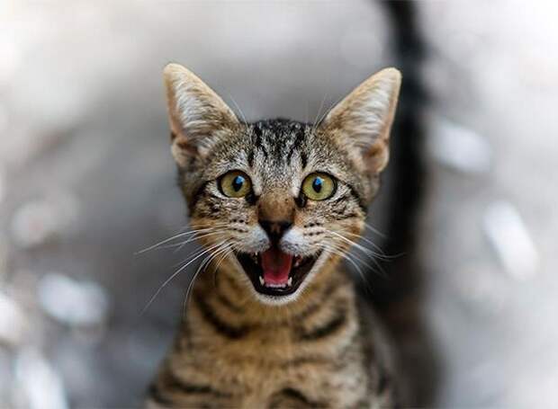 кошка улыбается, улыбающиеся коты, коты улыбаки