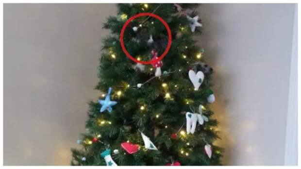 Тест на внимательность: найдите за 30 секунд симпатичного котика, который прячется на новогодней елке