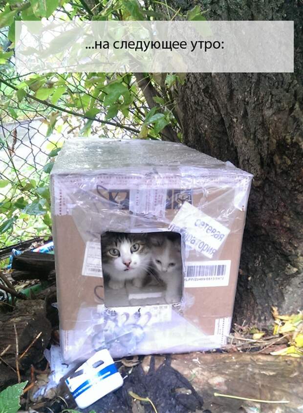 Домик для мамы и её котёнка Домик для мамы и её котёнка домик, здание, котёнок, кошка