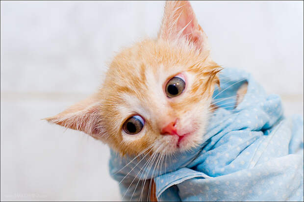Котята и коты (27 фото)
