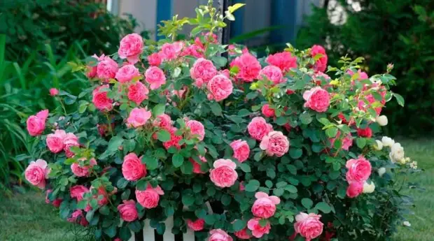 Клумба с розами оформление на даче (70 фото)