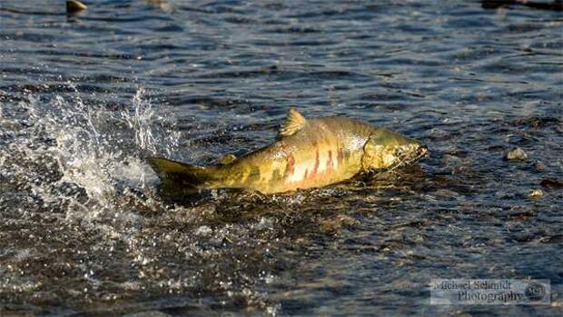 Кета (Oncorhynchus keta), фото рыбы фотография