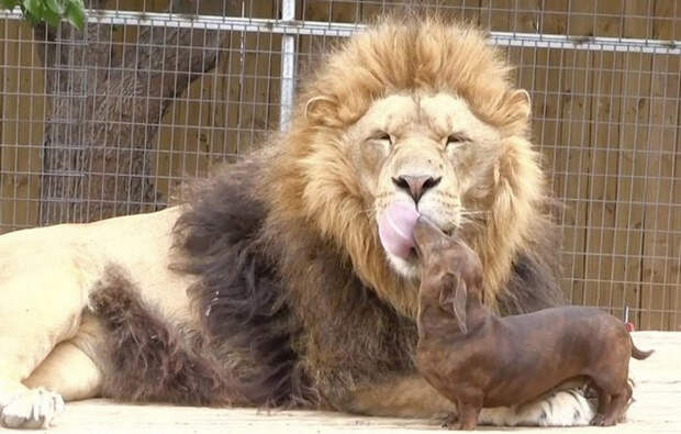 unusual-animal-friendship-81
