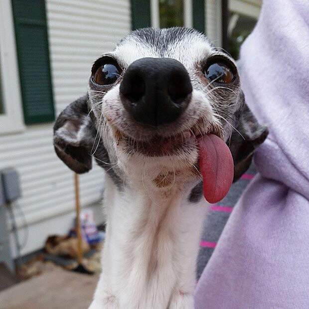 Zappa dog, двойник Сида из Ледникового периода, собака Заппа, собака с высунутым языком
