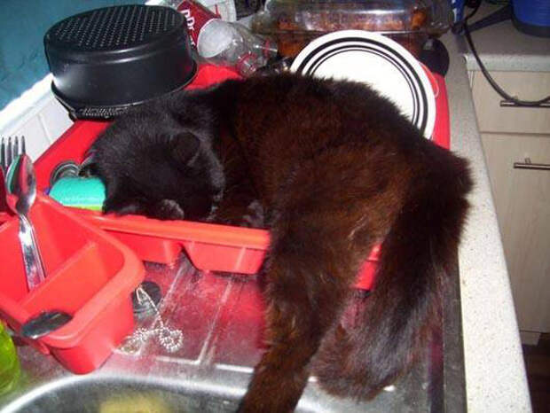 Мыть посуду? Лучше отдохнуть. животные, кот, прикол, сон