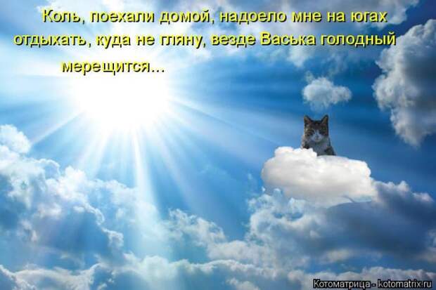 Лучшие котоматрицы недели (50 фото)