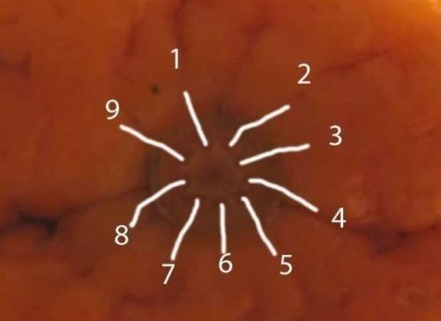 Как узнать сколько долек в апельсине? Как узнать сколько долек в апельсине?