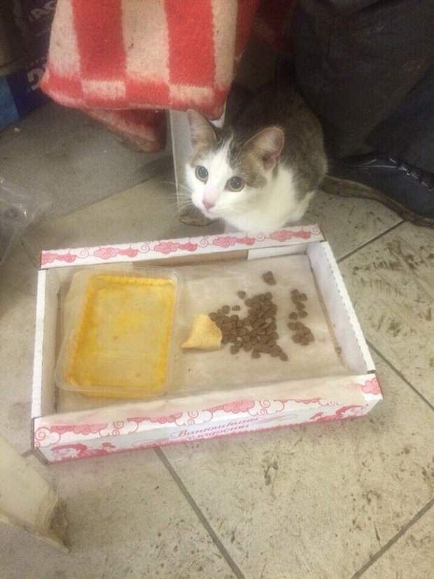 9 жизней у Кота 9 жизней, замерз, кот, сервис