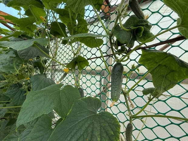 Огурцы попрут как сумасшедшие: календарь на апрель 2026 — в какие даты сеять, чтобы потом не знать куда девать урожай