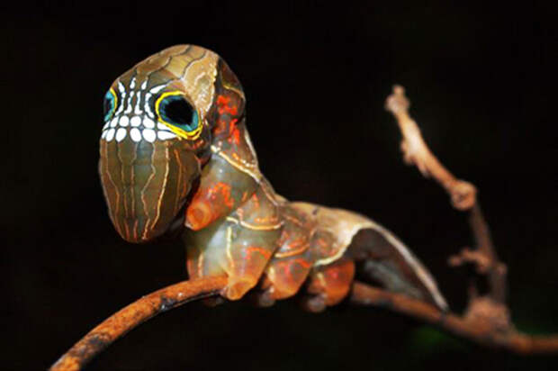 Skull Caterpillar гусеница