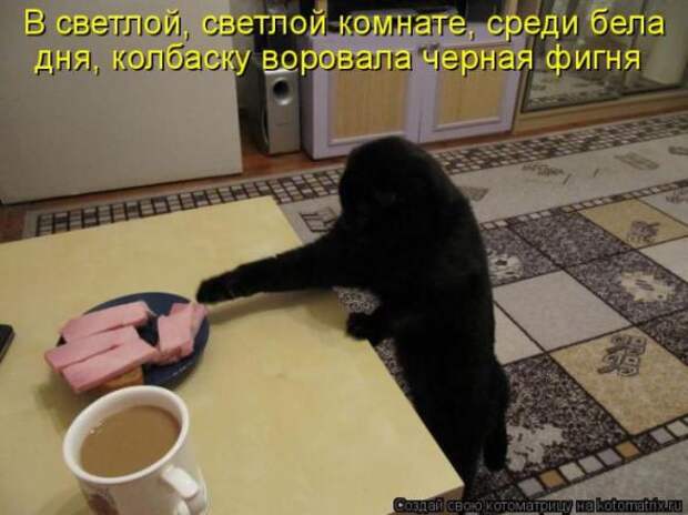 Котоматрицы (картинки с надписями)