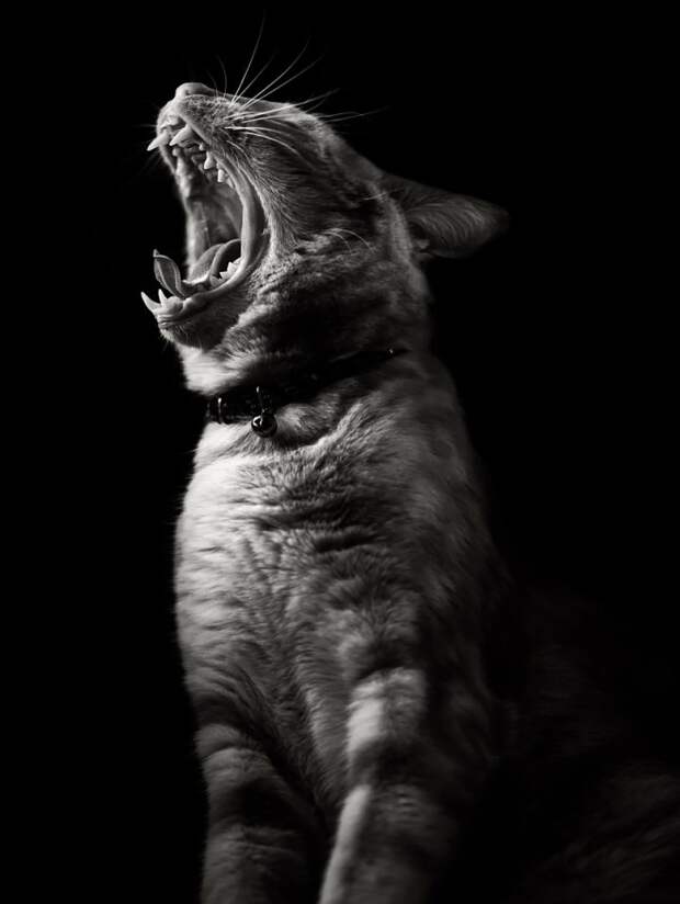 черно белые фотографии кошек (8)