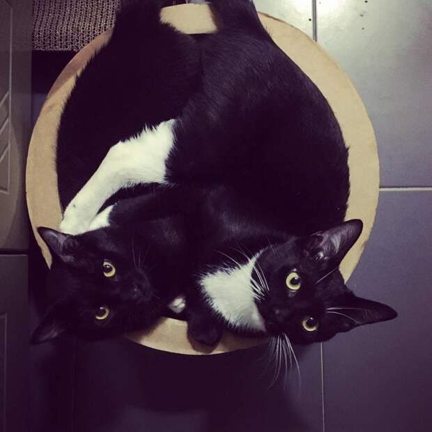 tuxedo-lucifurr_29090734_180604999329416_8446451185023451136_n
