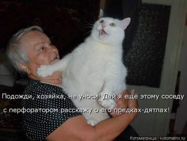 Лучшая котоматрица недели (30 фото)