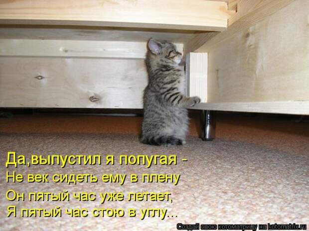 Лучшие котоматрицы недели (50 фото) Лучшие котоматрицы недели (50 фото)