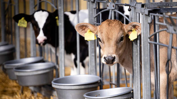 Фермеры просят Минпромторг отменить маркировку молока
