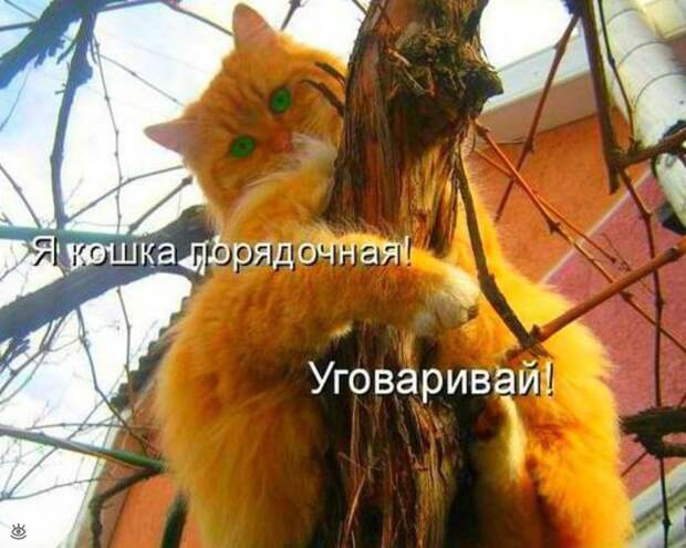 Забавные и жизнерадостные звери 12