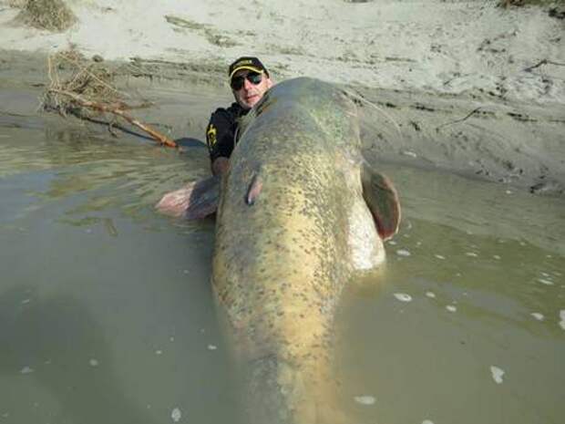 Giant-fish-2