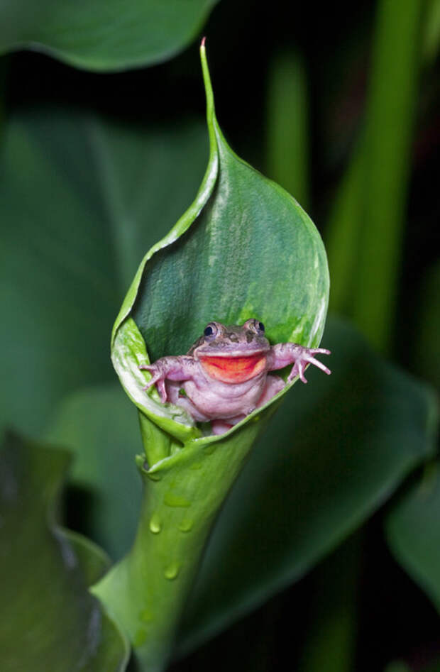 Фото: Steve Passlow