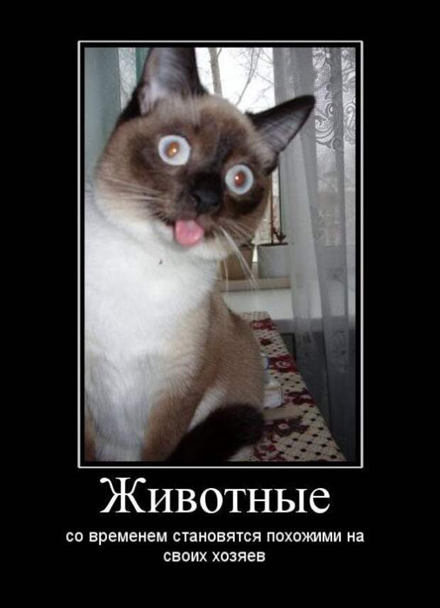 Демотиваторы (107 фото)