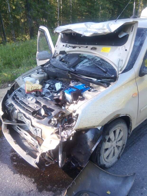 Сбил мишку Сбил мишку авария, авто, видео, дтп