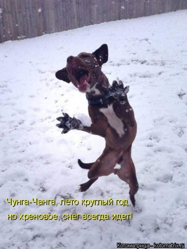 Забавные котоматрицы