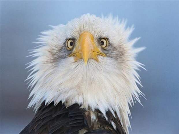 Funny-animals-with-muzzles-Agape-17