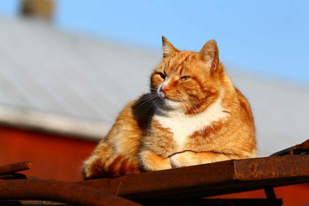 рыжие коты и кошки фото (7)