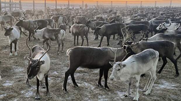 За три года олени на Ямале стали тяжелее на 3 кг