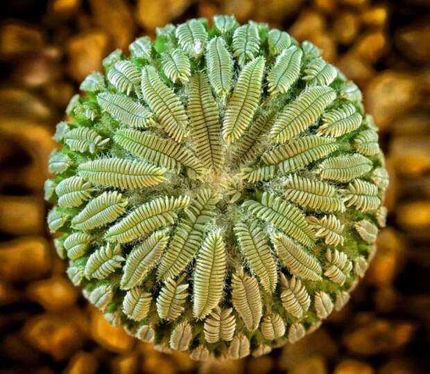 Пелецифора Aselliformis