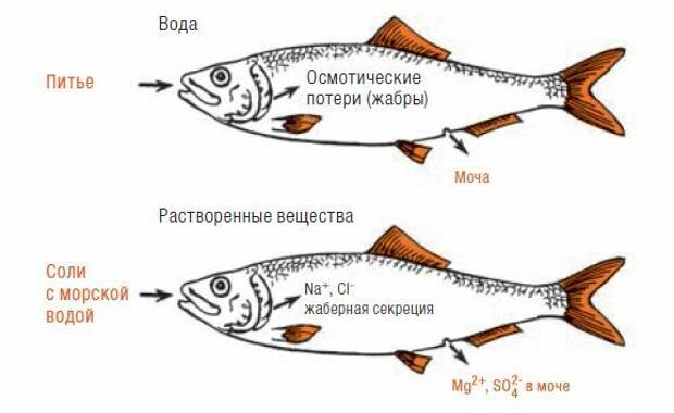 Откуда дельфины и киты получают пресную воду?