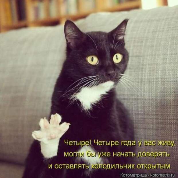 Котоматрицы(картинки с надписями)