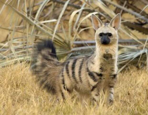 aardwolf, земляной волк
