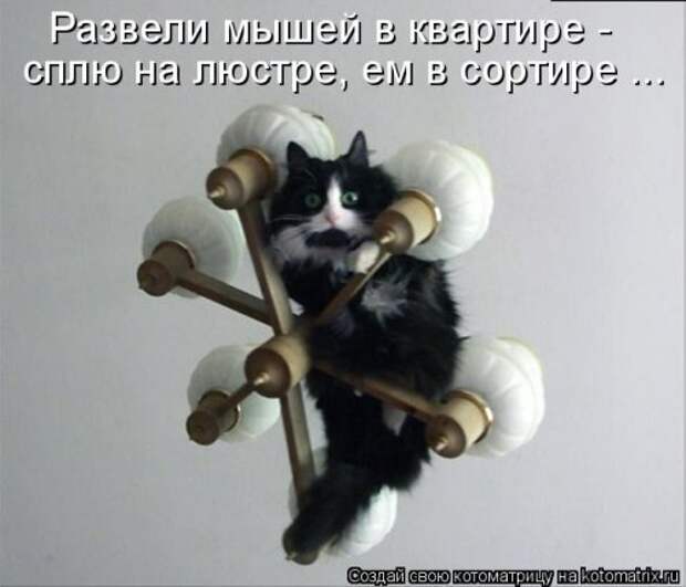 Новая котоматрица (29 фото)