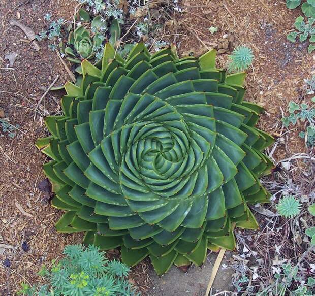 Алоэ Polyphylla