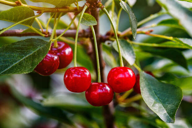 IJMS: пигменты вишни могут замедлять развитие агрессивного рака груди