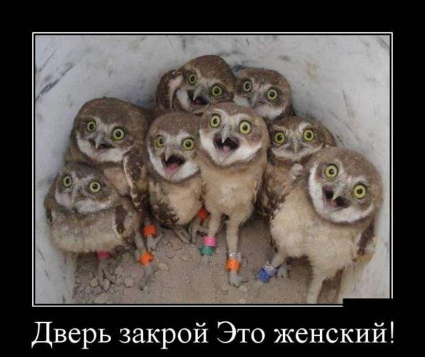 Дверь закрой - это женский! демотиватор, юмор
