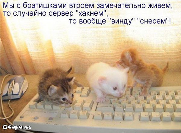 Позитивные котэ (29.05.15)