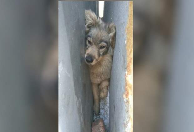 Жительница Омска спасла плотно застрявшую между гаражами собаку
