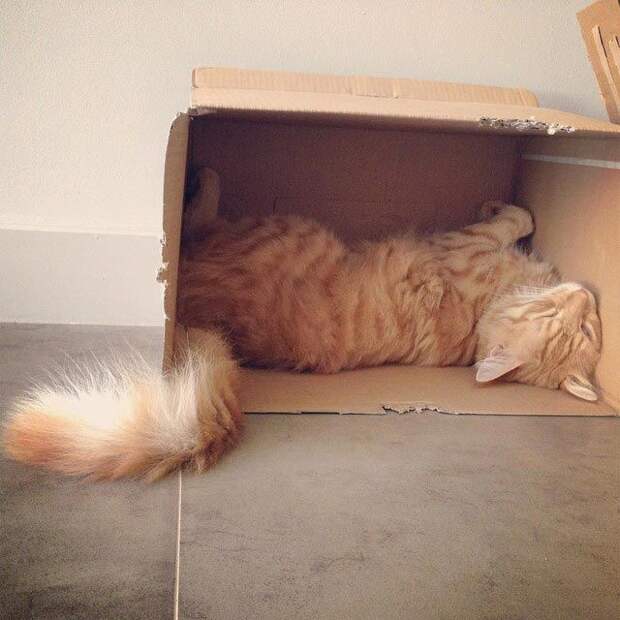 25 кошек, которые спят где угодно