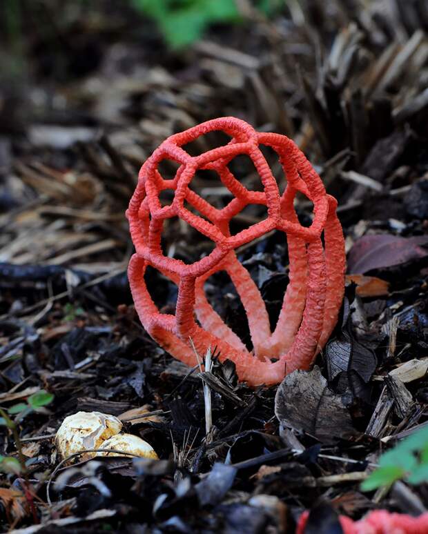17. Clathrus ruber Решеточник красный. 17. Clathrus ruber Решеточник красный. грибы, интересное, фото