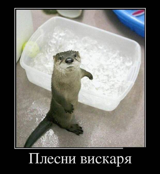 Демотиваторы про животных демотиваторы, животные, прикол, юмор