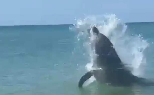 В Анапе дельфин подплыл близко к берегу и устроил шоу для отдыхающих