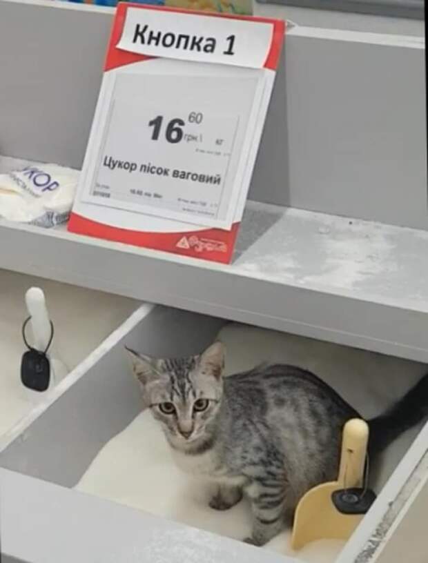 кот ходит в туалет